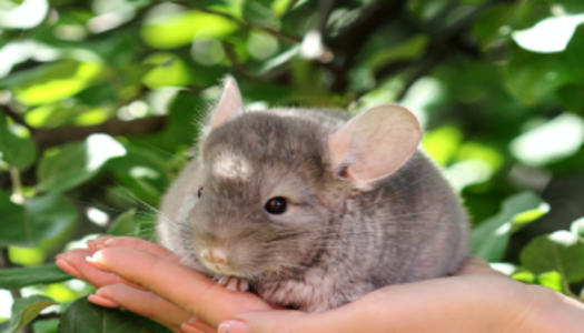 Chinchillas